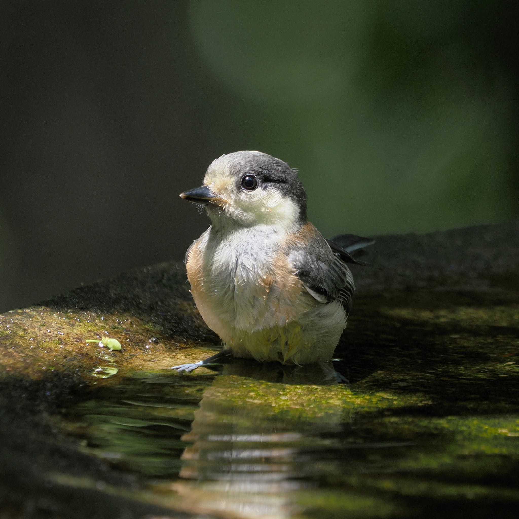 権現山(弘法山公園) ヤマガラの写真