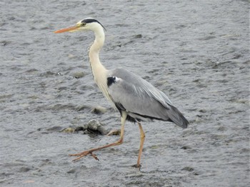 2022年6月18日(土) 平塚市金目川の野鳥観察記録