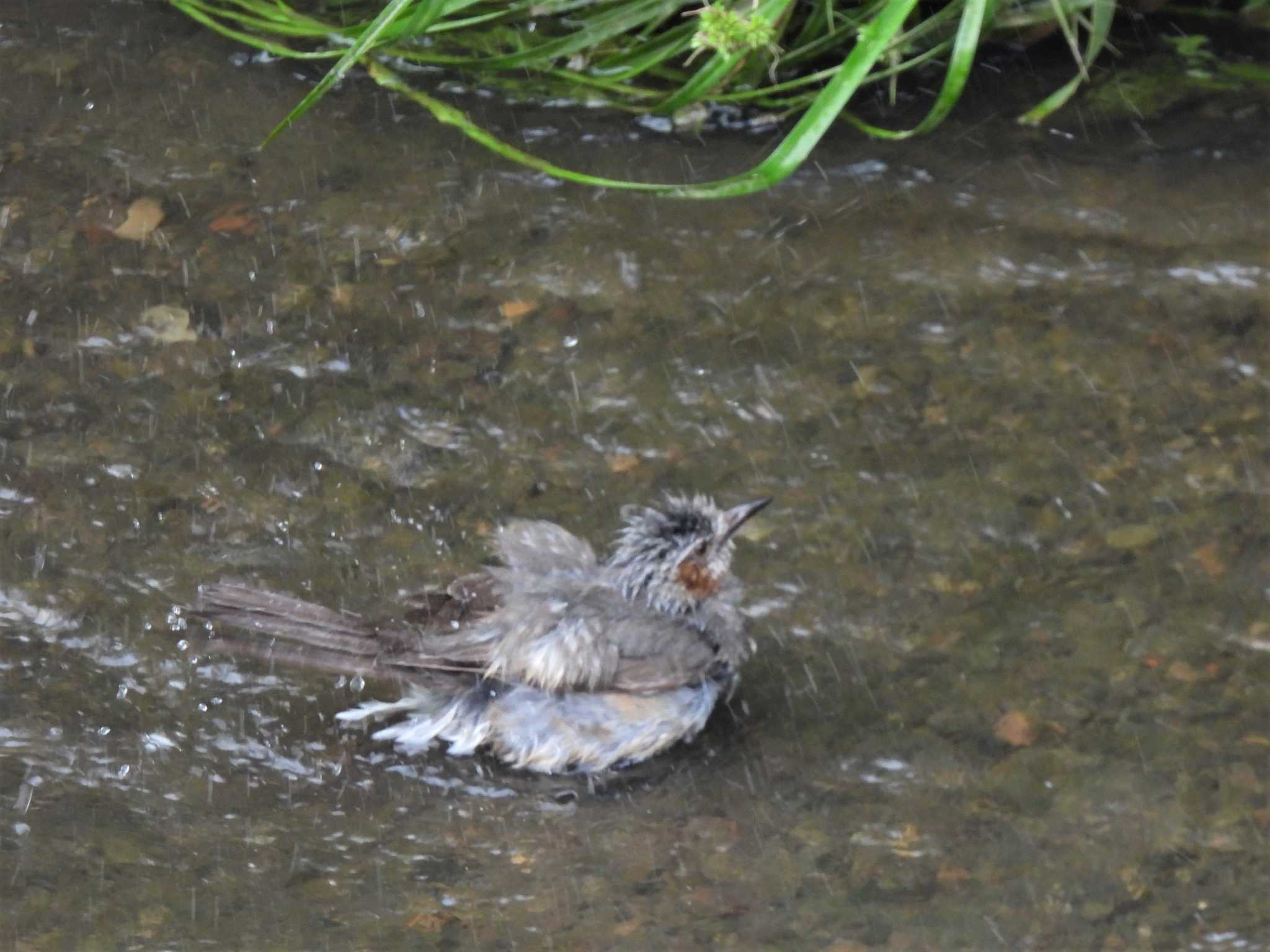 さっと水に浸かっては草むらに戻るを繰り返していました