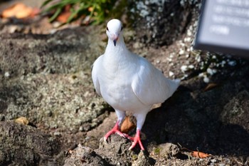 カワラバト 静岡県磐田かぶと塚公園 2020年8月30日(日)