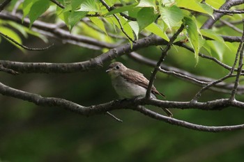 Asian Brown Flycatcher 明日香 Wed, 6/1/2022