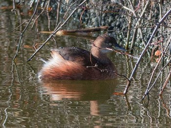 Little Grebe 奈良市水上池 Wed, 1/3/2018