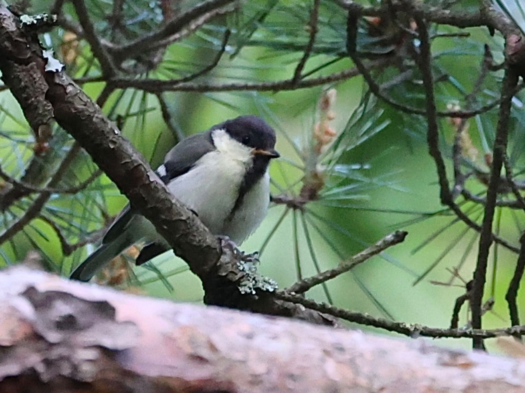 シジュウカラの幼鳥