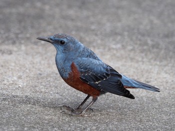 Blue Rock Thrush 横浜市 Sun, 1/30/2022