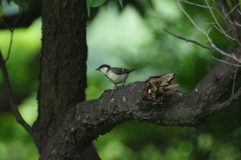 シジュウカラ 小雀公園 2022年6月18日(土)