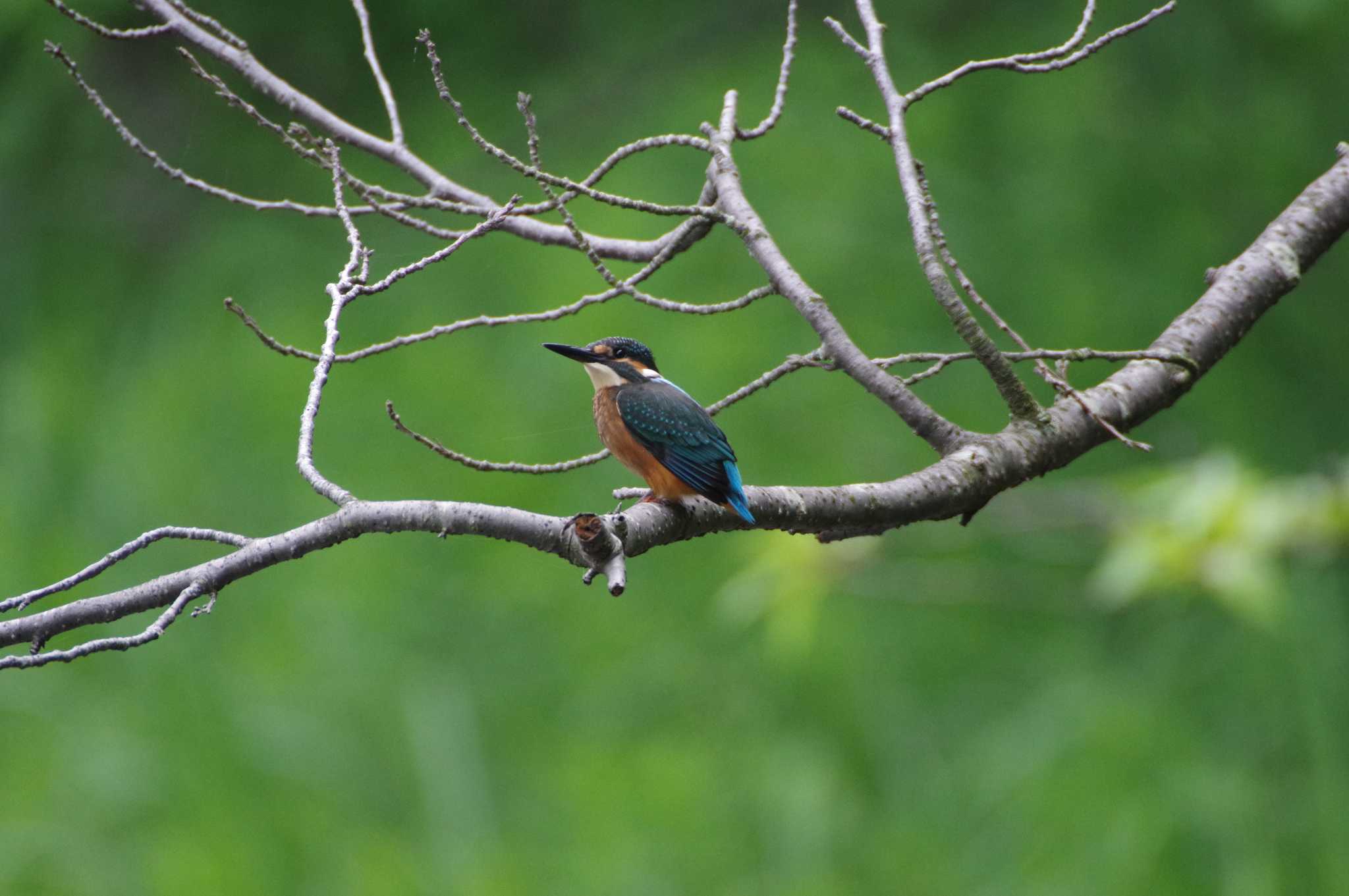 小雀公園 カワセミの写真