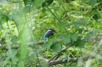 カワセミ 小雀公園 2022年6月18日(土)