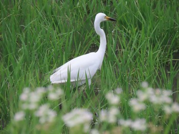 チュウサギ 海蔵川 2022年6月18日(土)