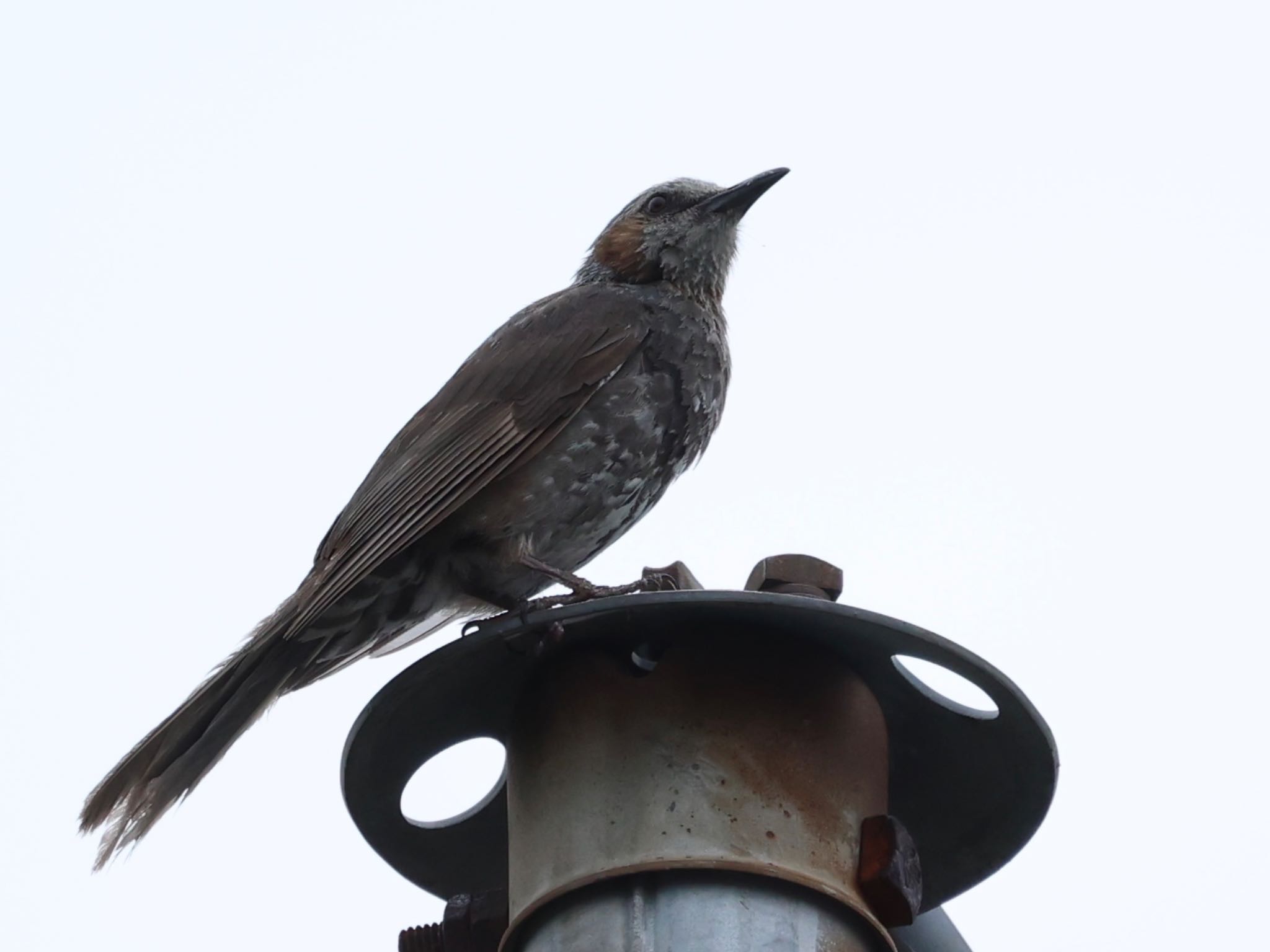 幼鳥が親鳥に教育されている