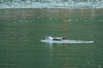 Black-tailed Gull 御津漁港 Sat, 6/18/2022