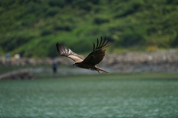 Black Kite 御津漁港 Sat, 6/18/2022