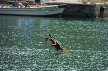 Black Kite 御津漁港 Sat, 6/18/2022