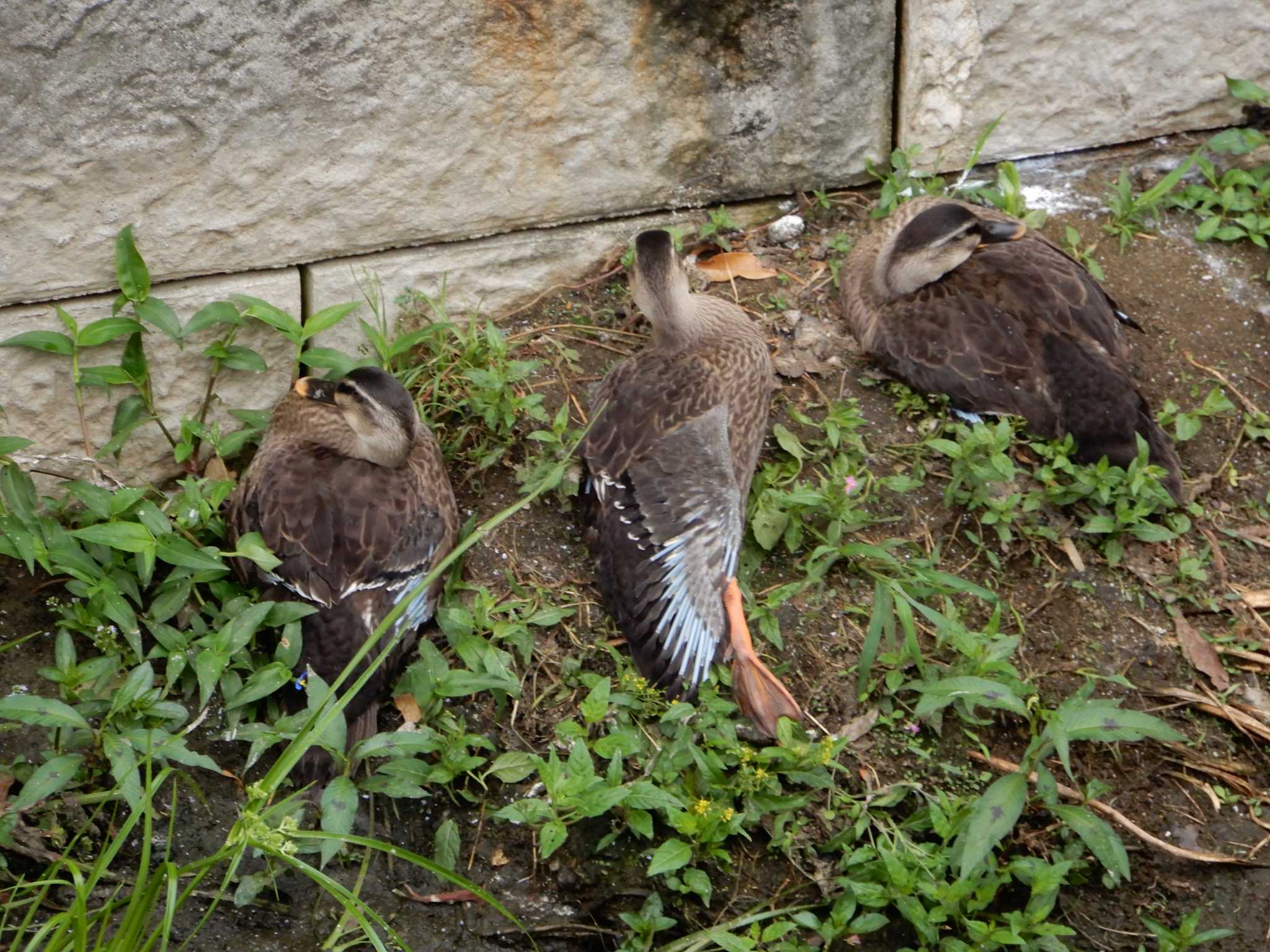 平和の森公園、妙正寺川 カルガモの写真