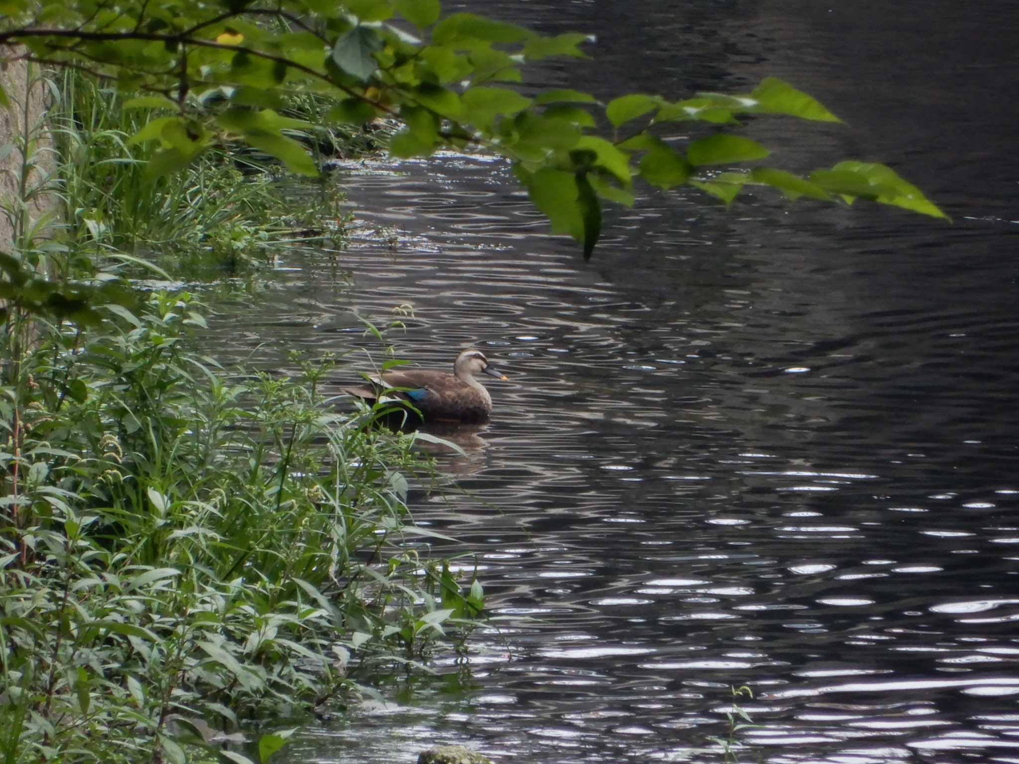 平和の森公園、妙正寺川 カルガモの写真