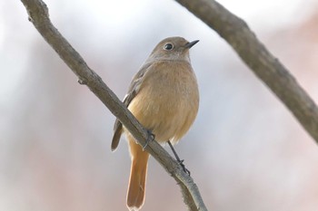 2018年1月3日(水) 奈良県馬見丘陵公園の野鳥観察記録