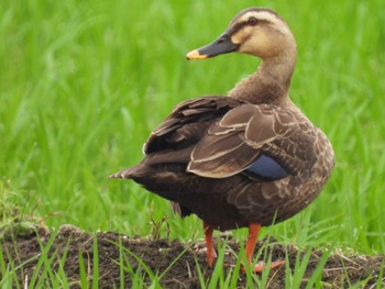 2022年6月18日(土) 埼玉県さいたま市の野鳥観察記録