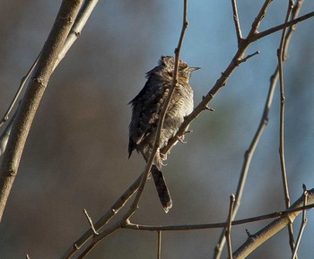 Eurasian Wryneck 平城宮跡 Wed, 1/3/2018