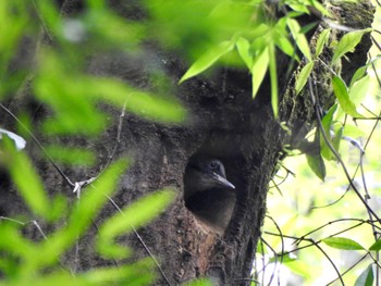 2022年6月17日(金) 八王子城跡の野鳥観察記録