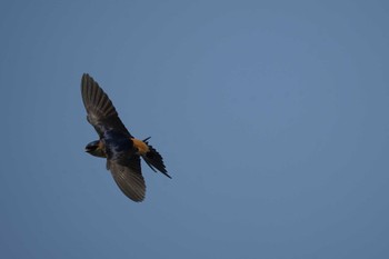 Red-rumped Swallow 御津漁港 Sat, 6/18/2022