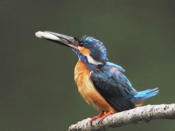 2022年6月18日(土) 四季の森公園(横浜市緑区)の野鳥観察記録