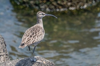 チュウシャクシギ 加古川河口 2022年5月25日(水)