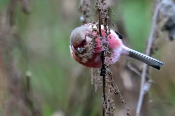 Wed, 1/3/2018 Birding report at Hayatogawa Forest Road