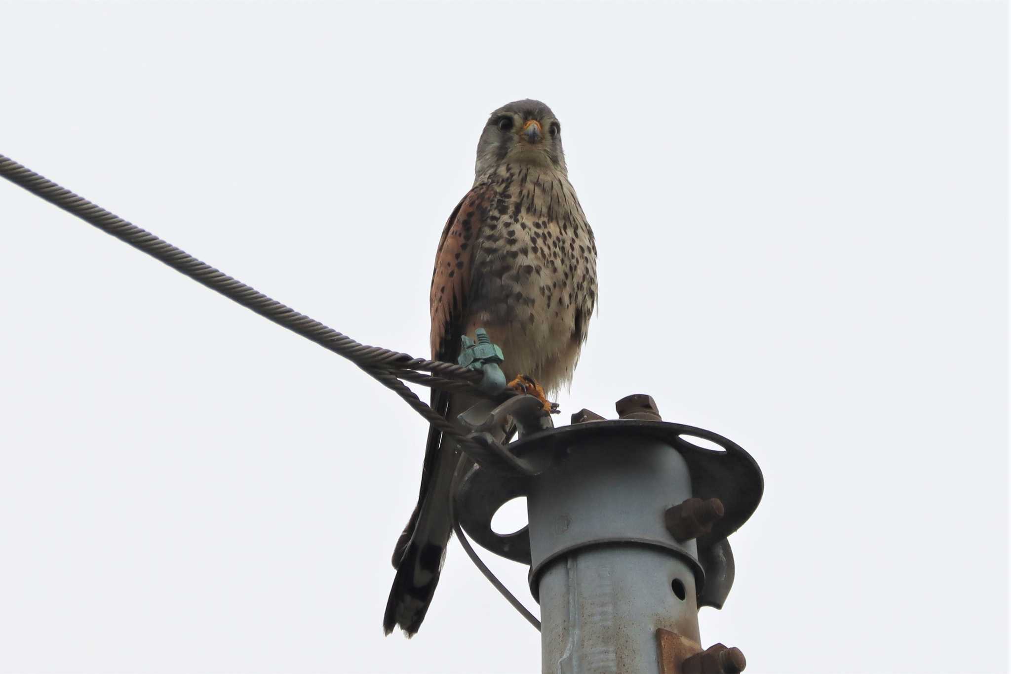 Common Kestrel