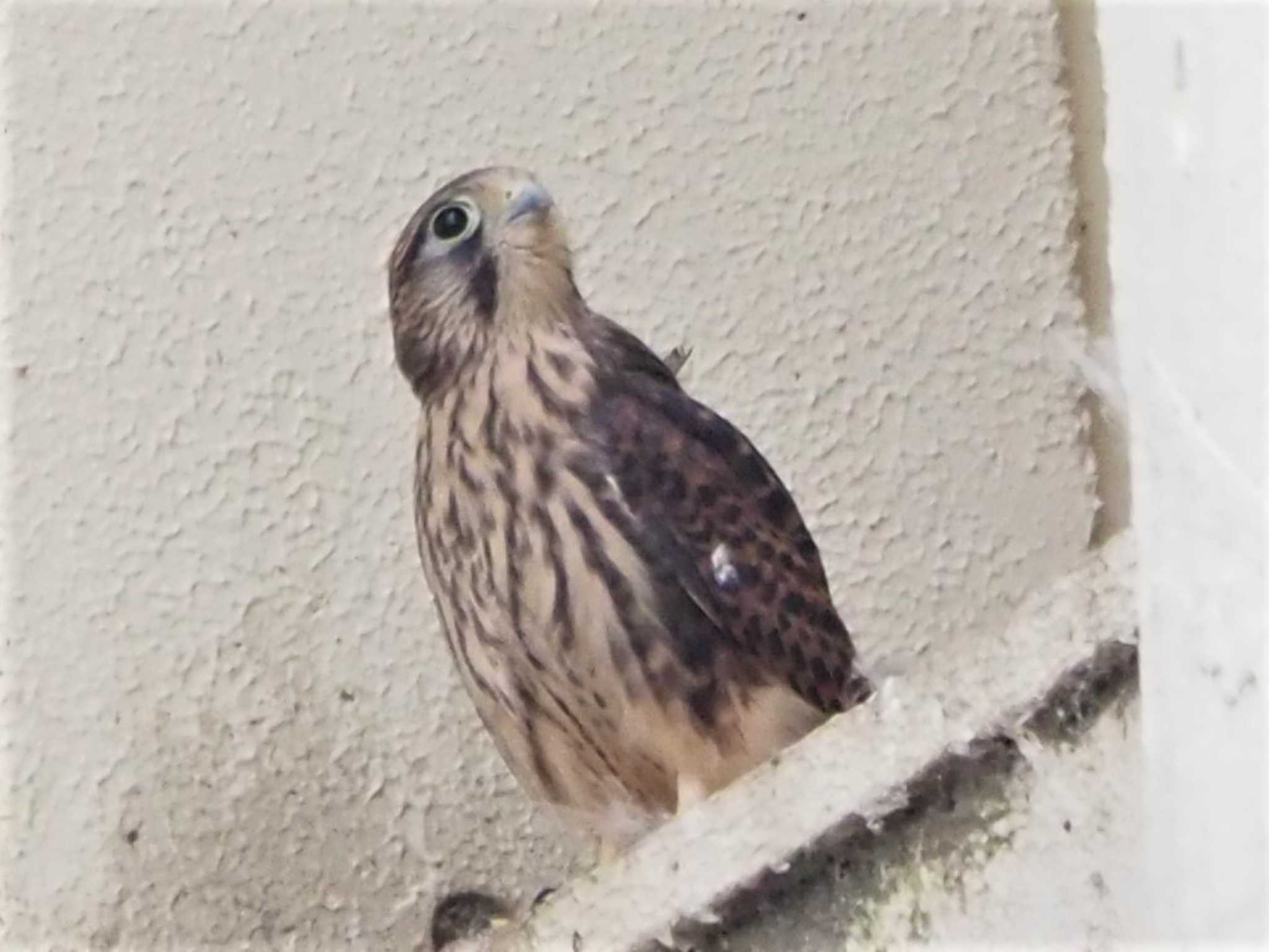 Common Kestrel