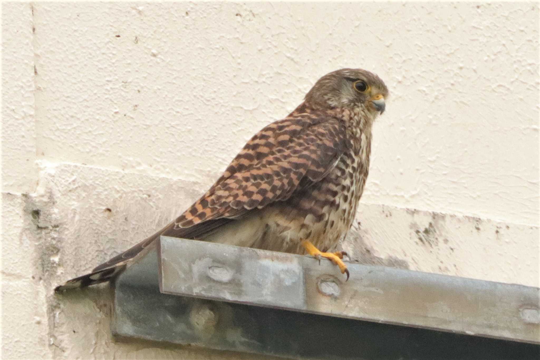 Common Kestrel