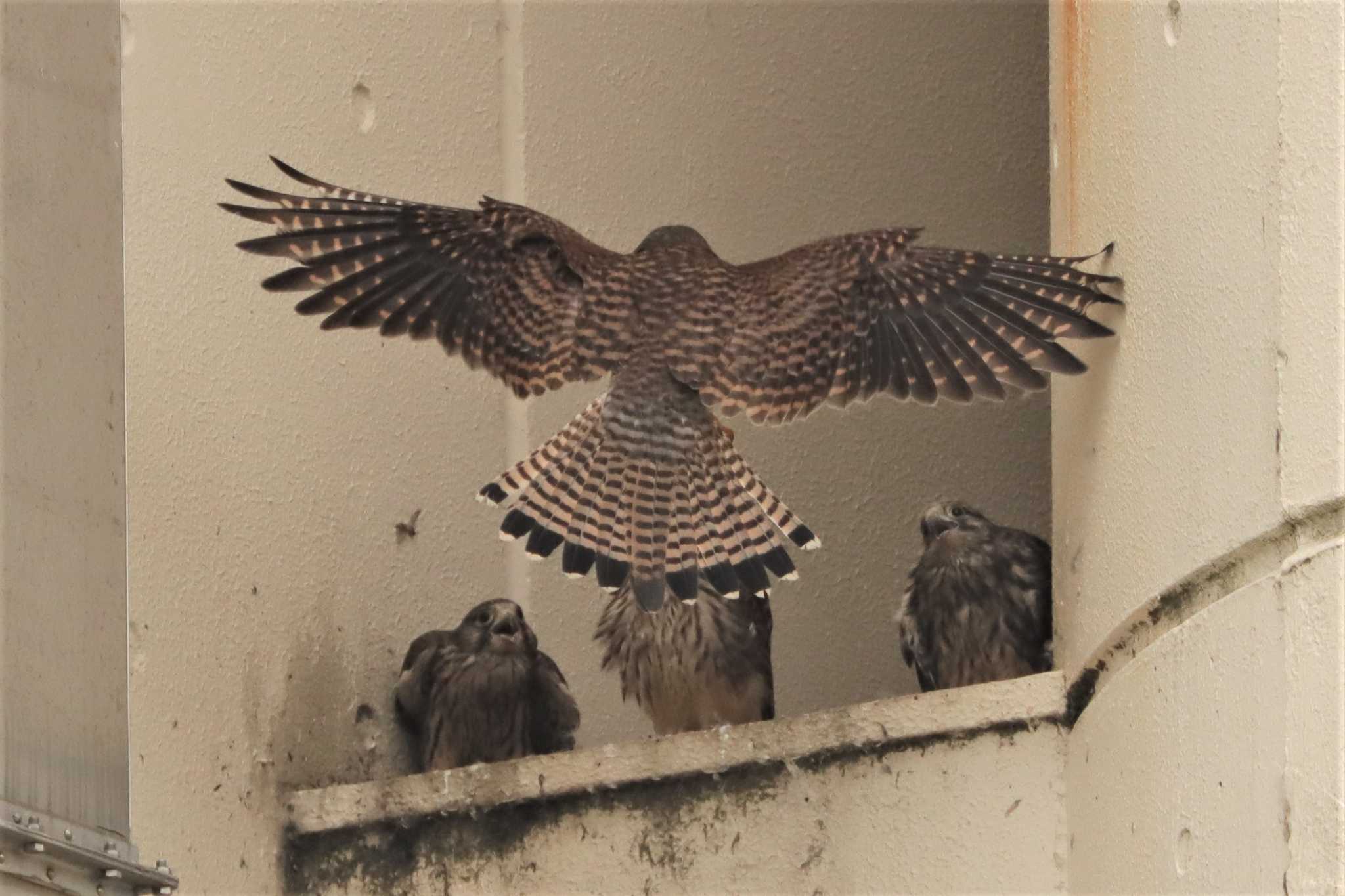 Common Kestrel