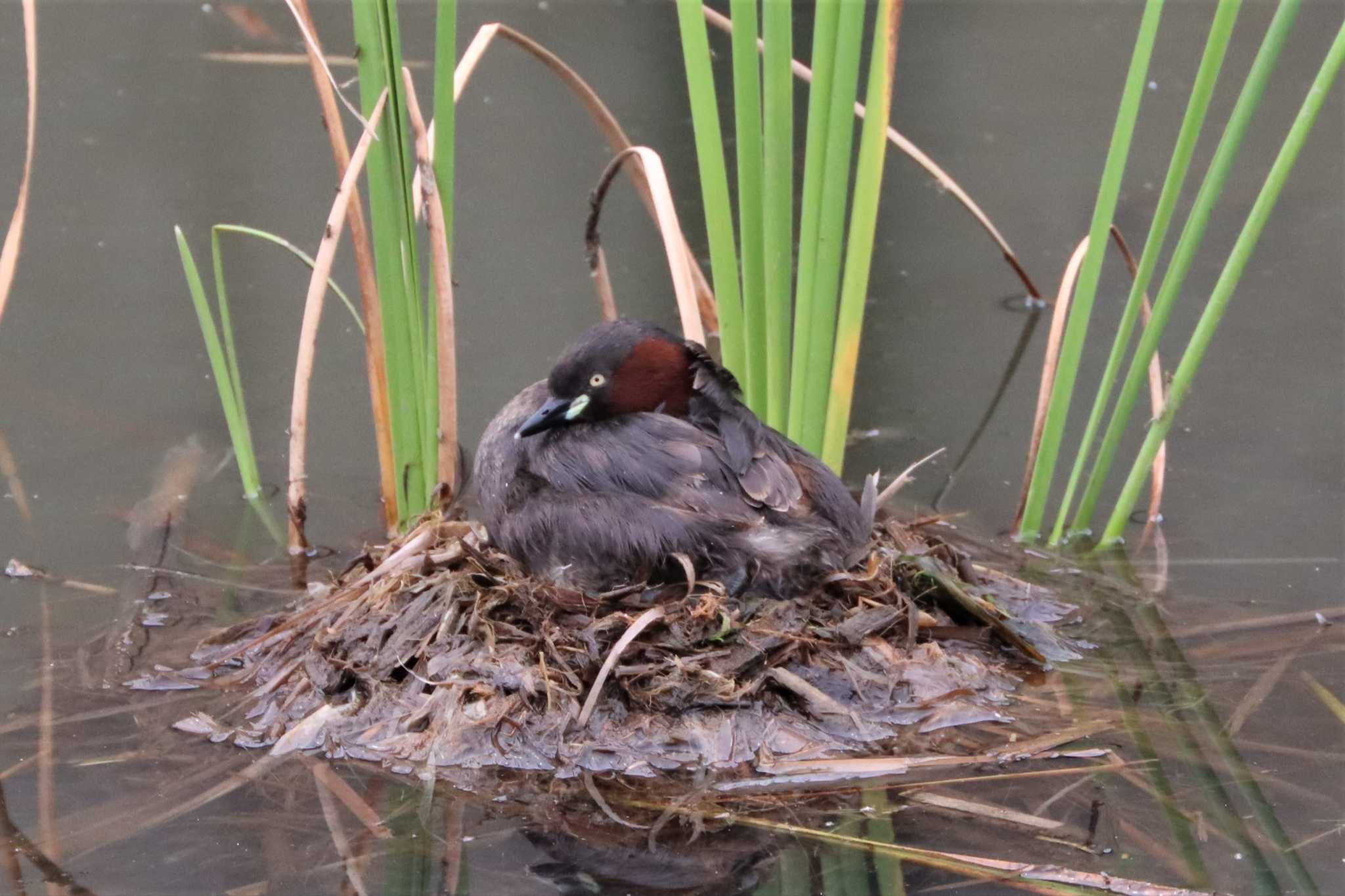 Little Grebe