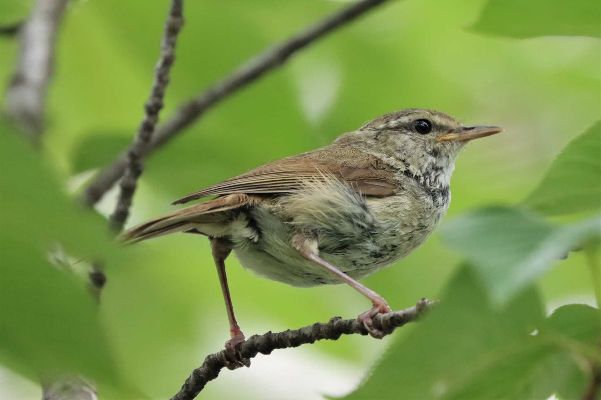 Japanese Bush Warbler