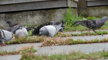 カワラバト 柏尾川 2022年6月18日(土)