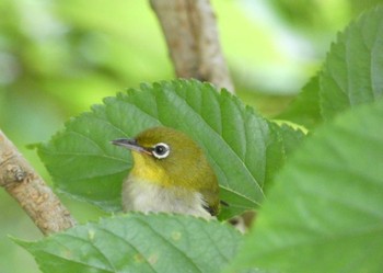 2022年6月18日(土) 四季の森公園(横浜市緑区)の野鳥観察記録