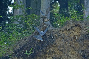 ハヤブサ 青葉山公園 2022年6月18日(土)