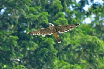 Peregrine Falcon Aobayama Park Sat, 6/18/2022