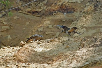 Peregrine Falcon Aobayama Park Sat, 6/18/2022