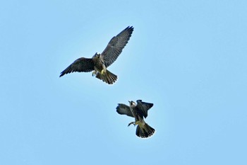 Peregrine Falcon Aobayama Park Sat, 6/18/2022