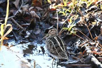 2018年1月3日(水) 舞岡公園の野鳥観察記録