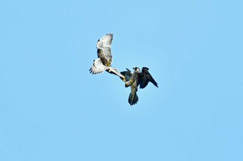 Peregrine Falcon Aobayama Park Sat, 6/18/2022