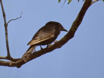 Fork-tailed Drongo ザンビア Unknown Date