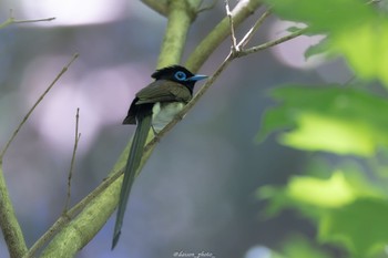 Black Paradise Flycatcher 八王子城跡 Mon, 6/13/2022