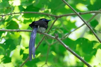 Black Paradise Flycatcher 八王子城跡 Mon, 6/13/2022