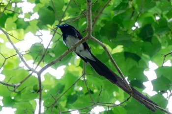 Black Paradise Flycatcher 八王子城跡 Mon, 6/13/2022