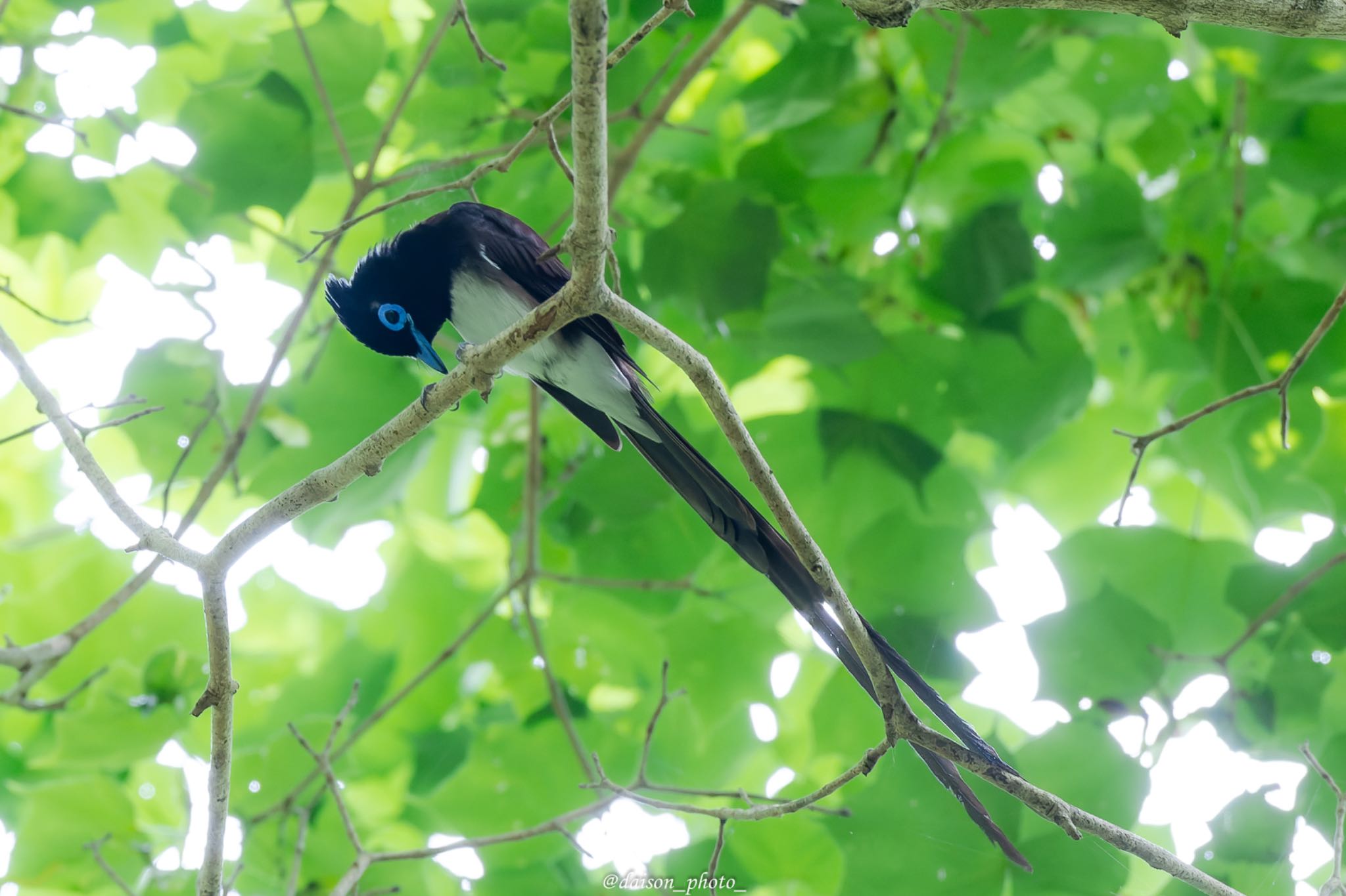 サンコウチョウ