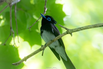 Black Paradise Flycatcher 八王子城跡 Mon, 6/13/2022