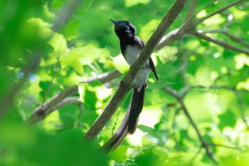 Black Paradise Flycatcher 八王子城跡 Mon, 6/13/2022