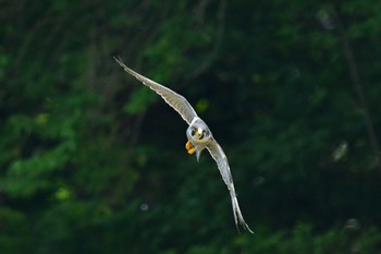 ハヤブサ 青葉山公園 2022年6月18日(土)