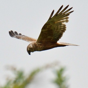 Eastern Marsh Harrier 富浜緑地 Unknown Date