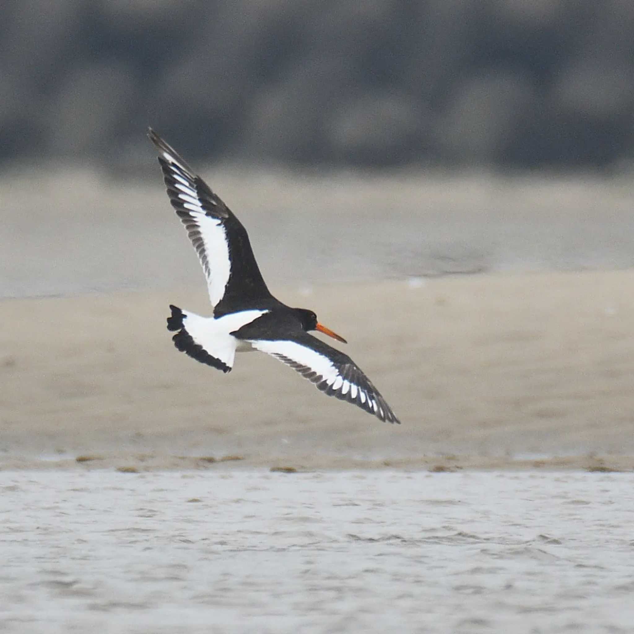 Photo of Eurasian Oystercatcher at 高松干潟(四日市) by よつくん